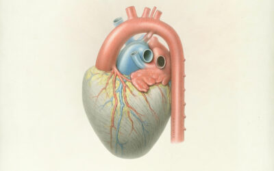 More Than a Valentine: Drawing the Human Heart: A Visual Arts Workshop with artist Liz Lockett & NMHM