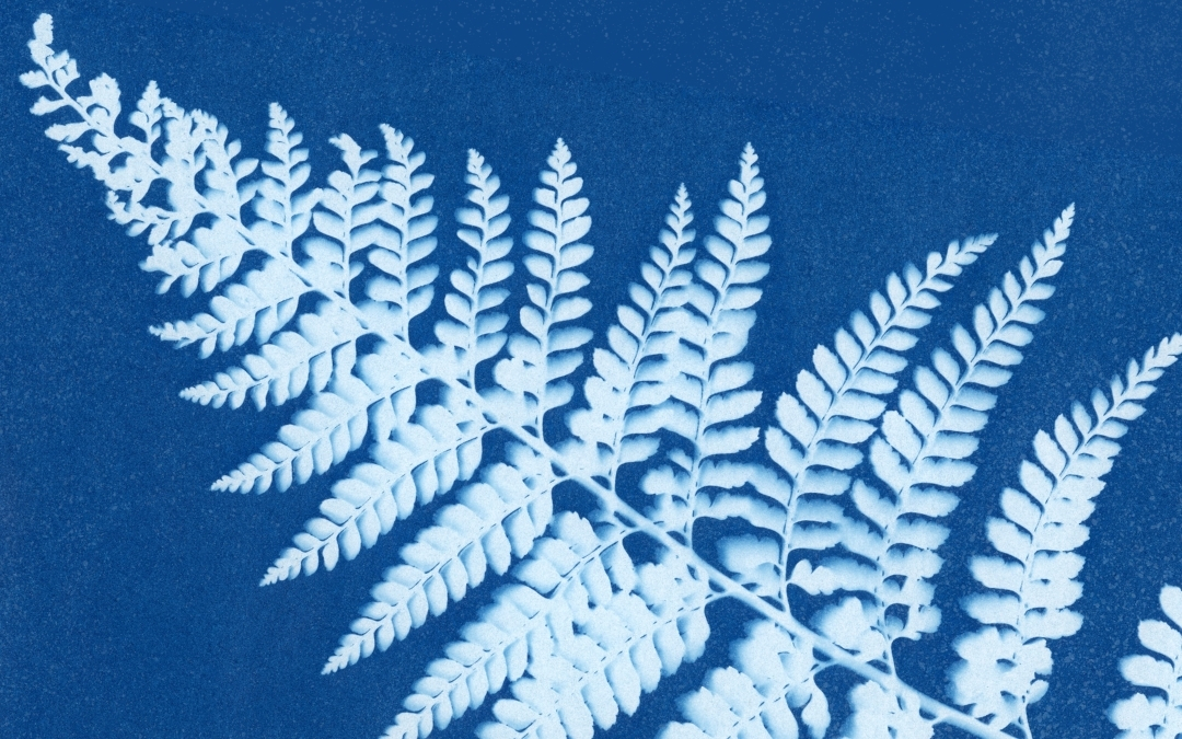 Cyanotype — Visual Arts Workshop A cyanotype print shows the white silhouette of a fern leaf against a deep blue background, highlighting the delicate structure of its leaflets and veins.