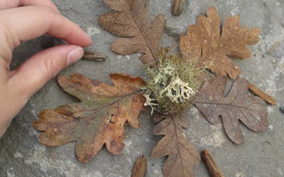 Creative Sanctuary: Nature Assemblage: A Visual Arts Workshop with artist Angie Ebba